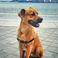 Image 8: Rachel Platten's Dog Dino